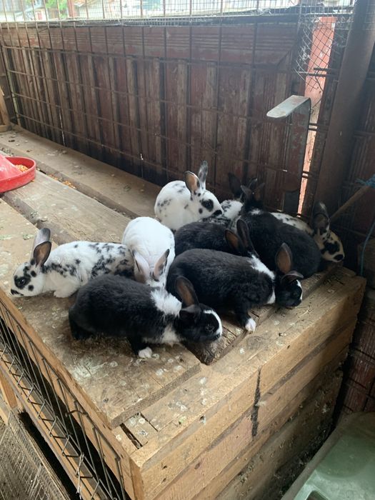 Iepurasi Hycole Francez / Rex Dalmatian