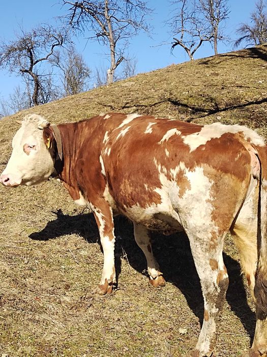 Vând junincă gestanta in trei luni