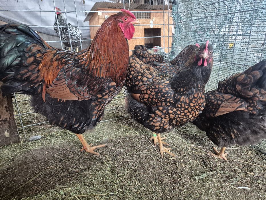 Ouă incubat Wyandotte, Ayam, Araucana, Brahma, mătase – fertilizate