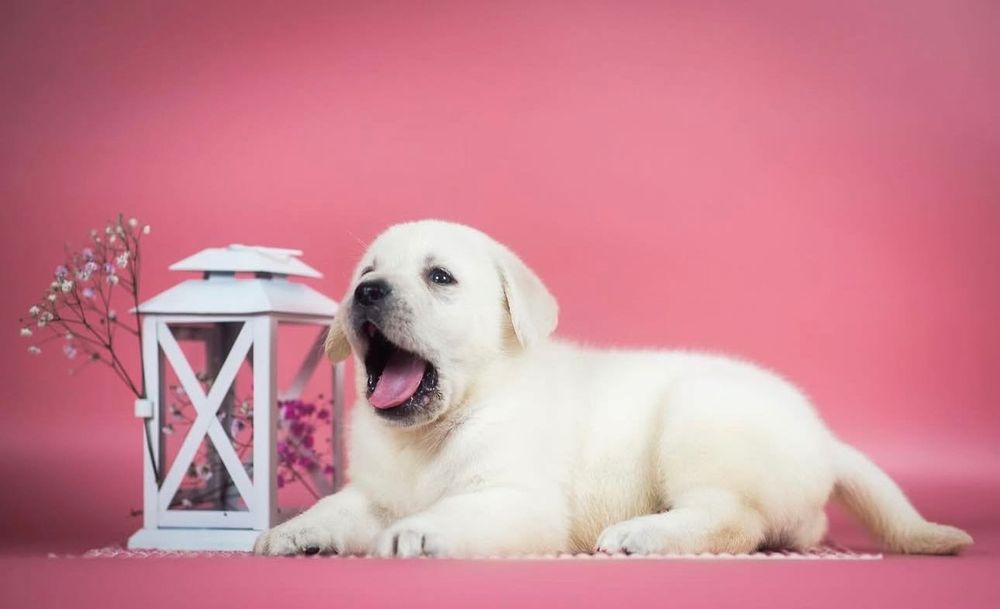 Щенки Лабрадораа-Ретривераа