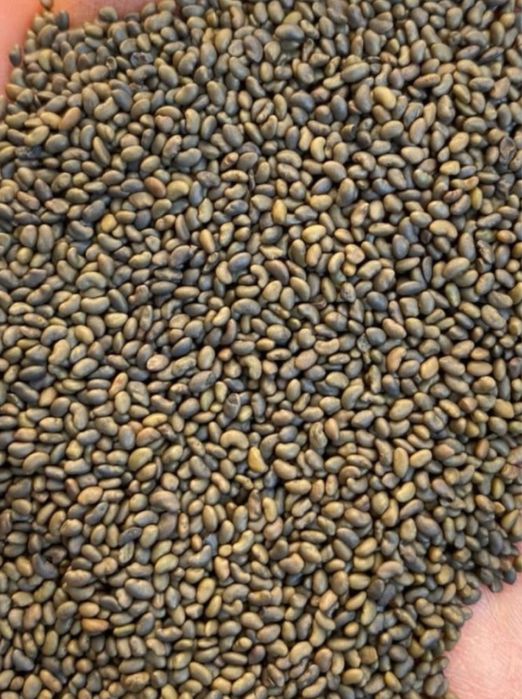 Джеа люцерны.