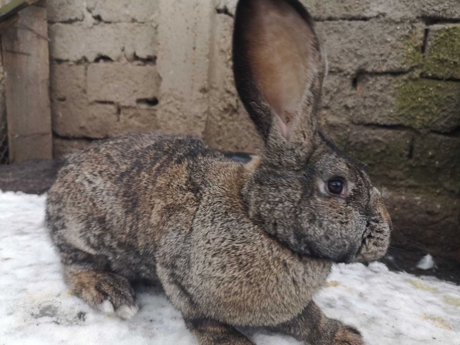 Femelă Uriaș German gri fier – calitate bună!