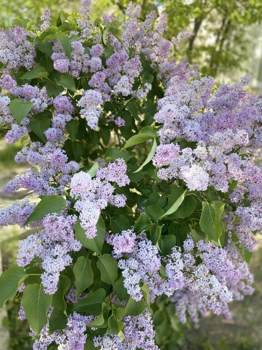 сирень за 300 тг