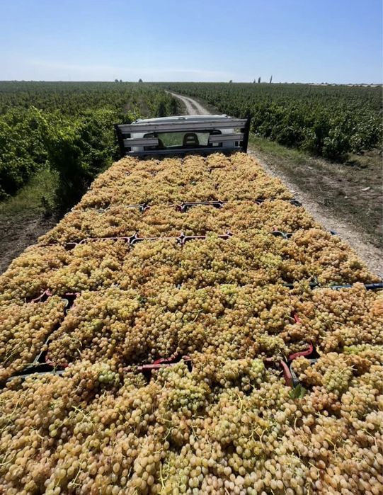 Struguri de vin producator