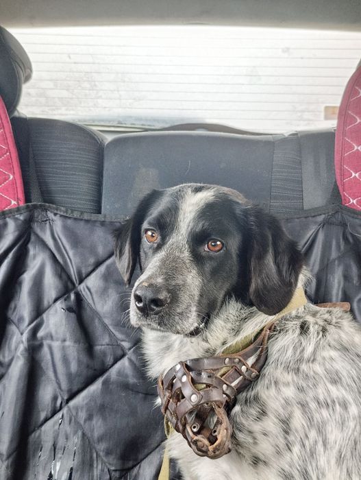 Собака в добрые руки, мальчик