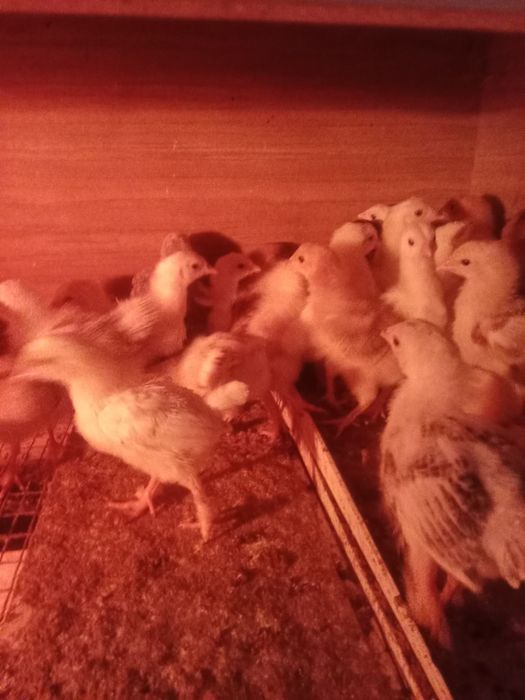 Продам домашних цыплят