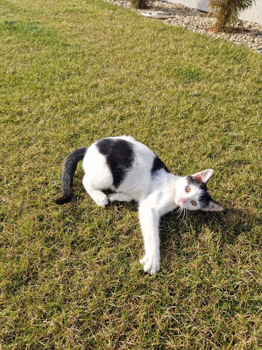 Donez 2 pisicute 6 luni