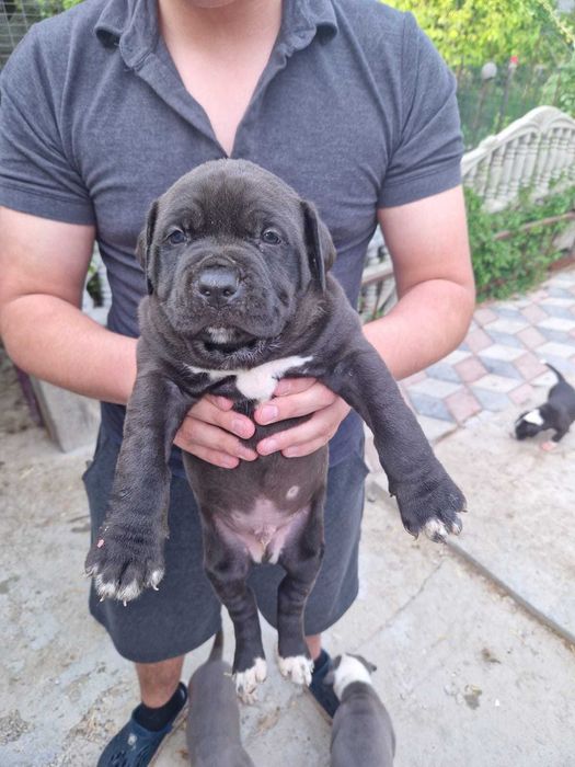 Продам щенков кубинский питбуль.