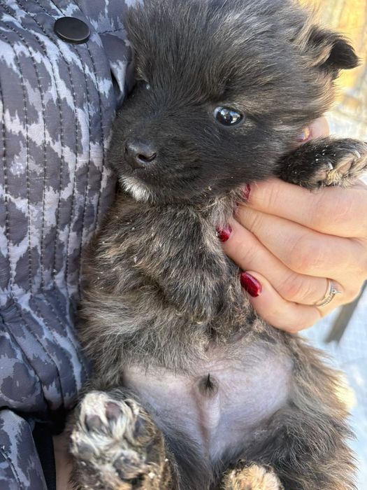 Щенки в добрые руки!