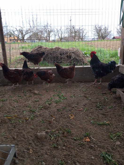 Găini, cocosi Sussex Portelan 2 familii