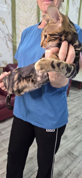 Бенгальский кот чисто кровный