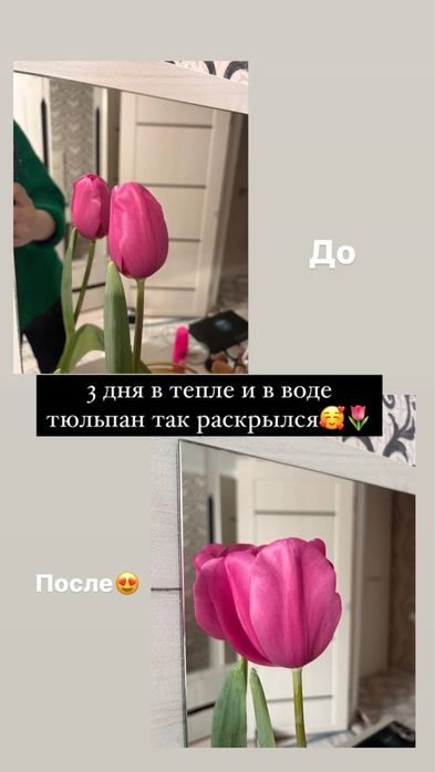 Продам букет тюльпанов