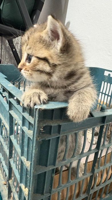 Продам тигристых кошек