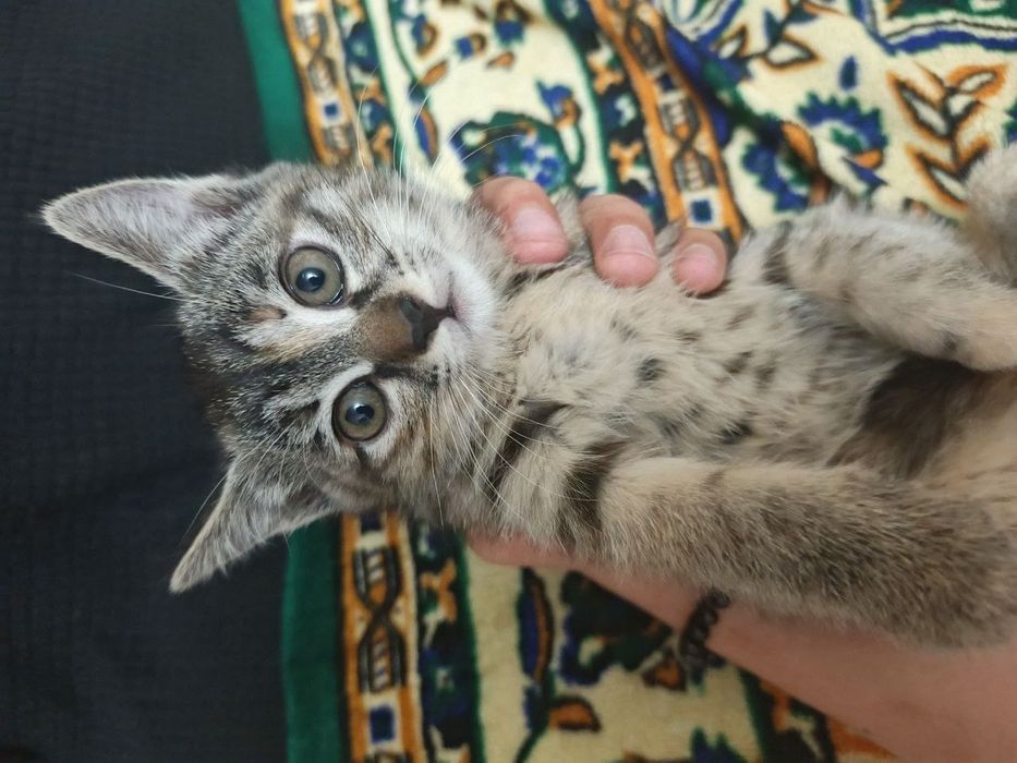 Домашние животные