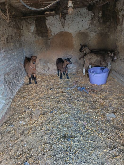 Vând sau schimb capre