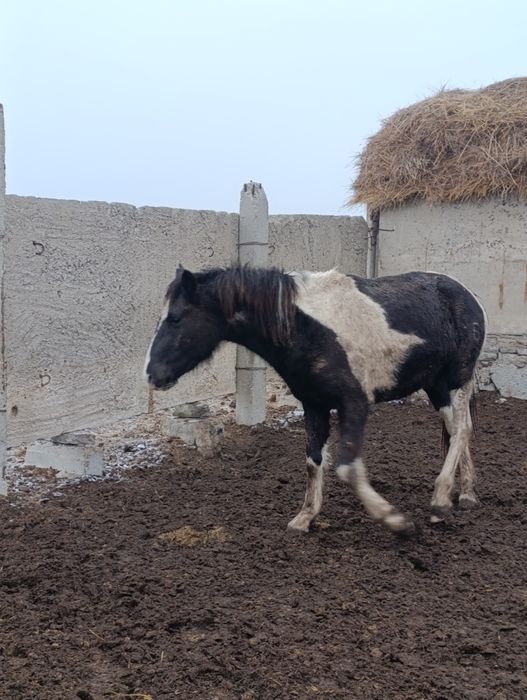 Соғымға Ту биелер сатылады