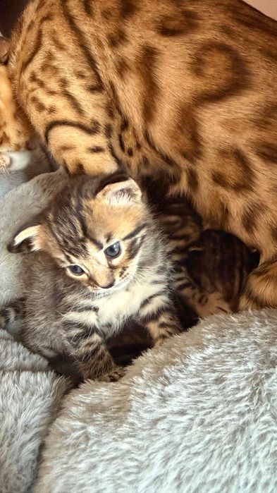 Бенгальская котята