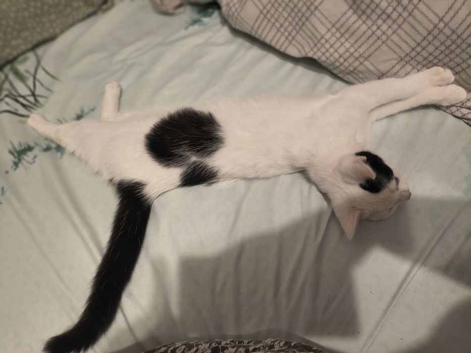 Pisicuta spre adoptie