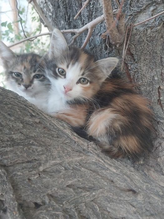 Две кошечки ,трехцветные