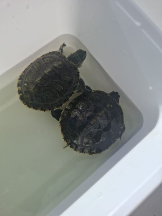 Продам черепашек