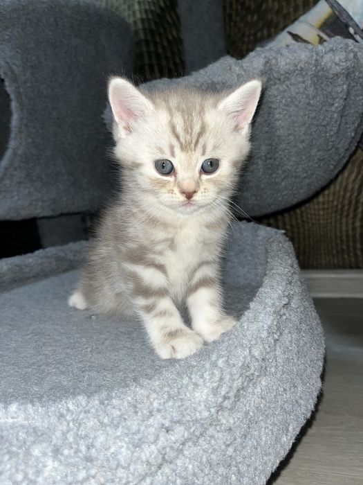 Котята,шотланд-британские