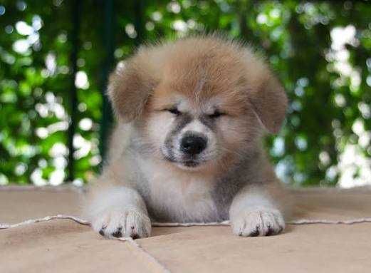 Щенки акиты, Каспий рассрочка