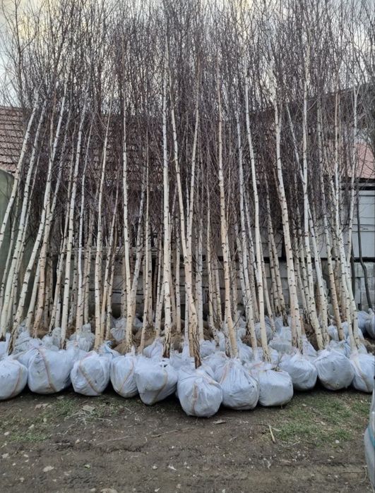 Mesteacan Alb Betula Pendula