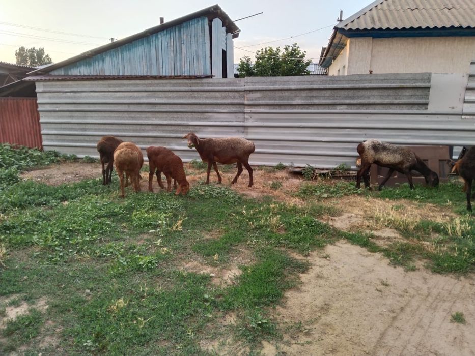 Бараны домашний скот