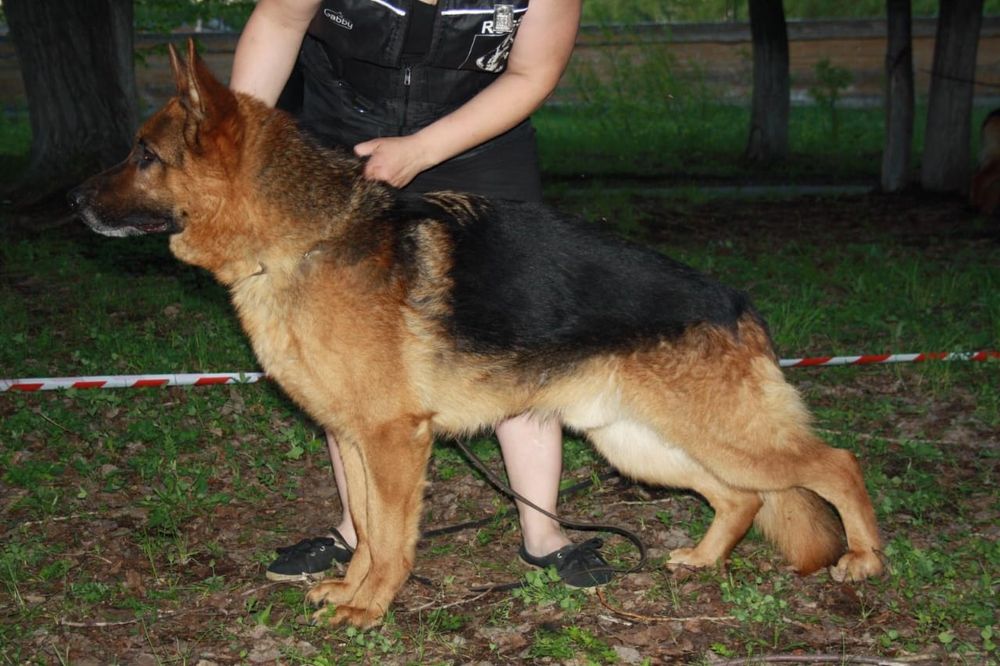 Кабель немецкой овчарки, вязка