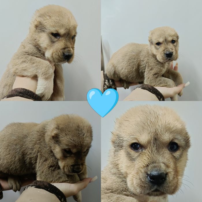 Продаются щенки САО(азиаты)