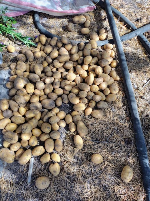 Картофель дачный