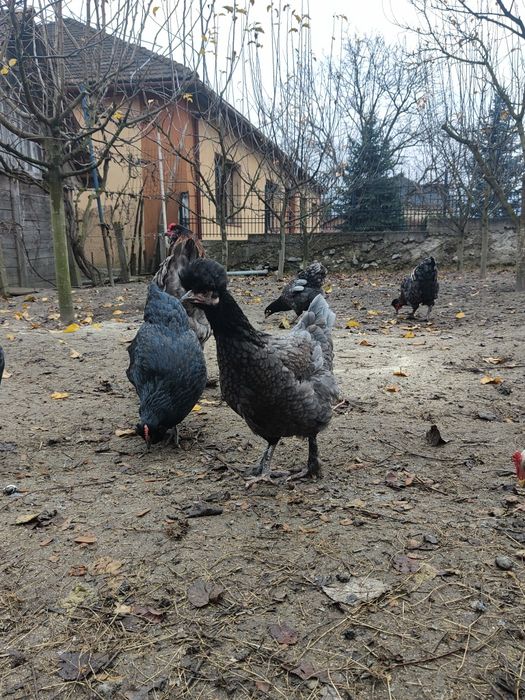 Ouă de incubat, găini moțate, bărboase cu ouă verzi și normale