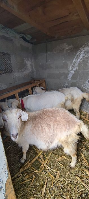 Patru căprițe și un țap de vânzare