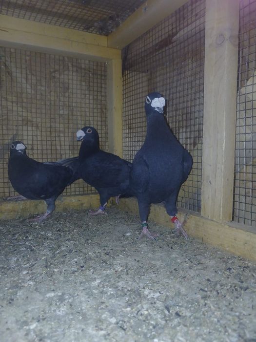 De vânzare, italieni stil vechi, ambii 2025