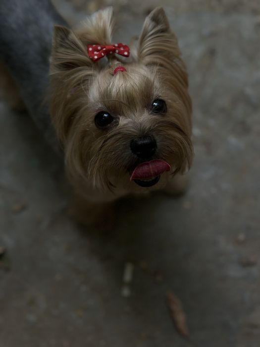 Щенки Йоркширского терьера