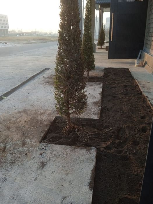 Тал кесемыз, спилим дерево