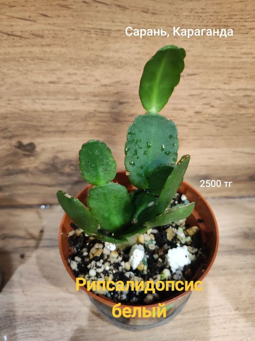 Каштан,Мурайя,рипсалидопсис