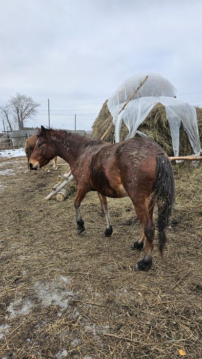 Продаем кобылу, 4 года