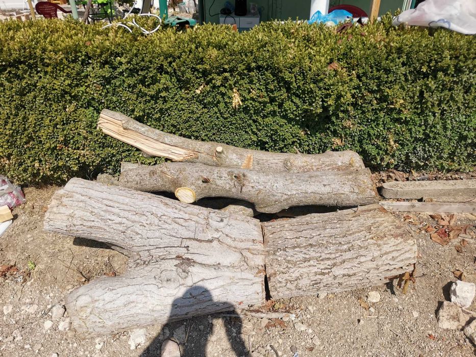 Продавам орехов дървен материал