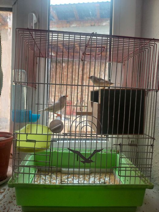 Amadinka qushi sotiladi gul bonus