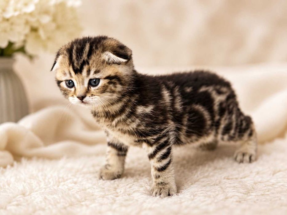 Маленькое счастье для семьи-Шотландские вислоухие котята Scottish Fold