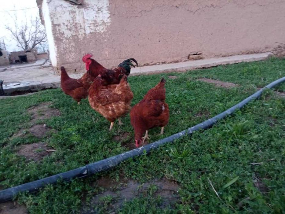 KARESKIY XANXYAP3 ser tuxum va goʻsht yoʻnalishidagi tovuqlar