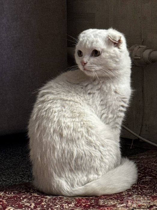 Продается котенок Скоттиш Фолд белого окраса
