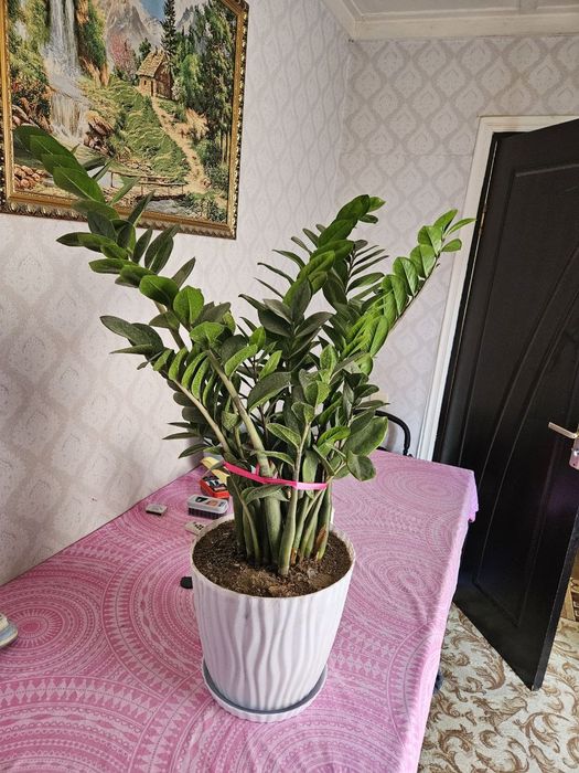 Домашний и офисный цветы Замиокалькус Долларовое дерево