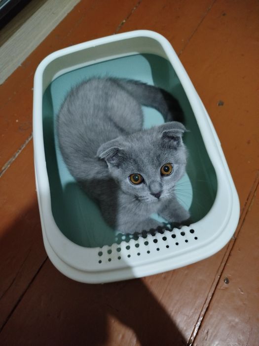 Продаётся вислоухий котёнок!