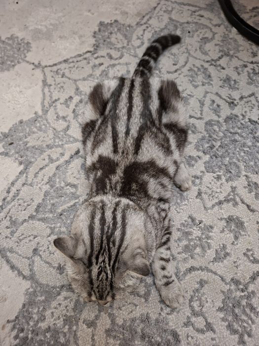 Мушук Кошка Шотландская вислоухая ,,Скоттиш-фолд''