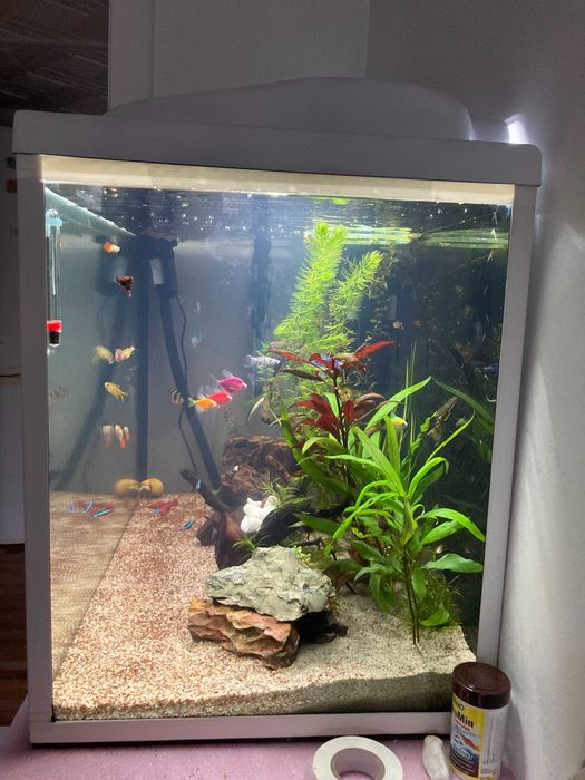 acvariu pesti exotici
