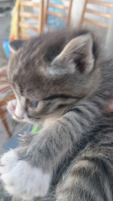 Отдам котят даром