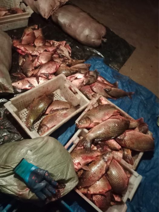 Балық сатылады Сазанчик Лещ