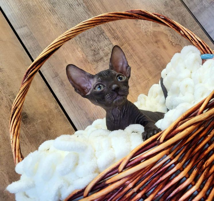 Шикарные Котята Донские Сфинксики.